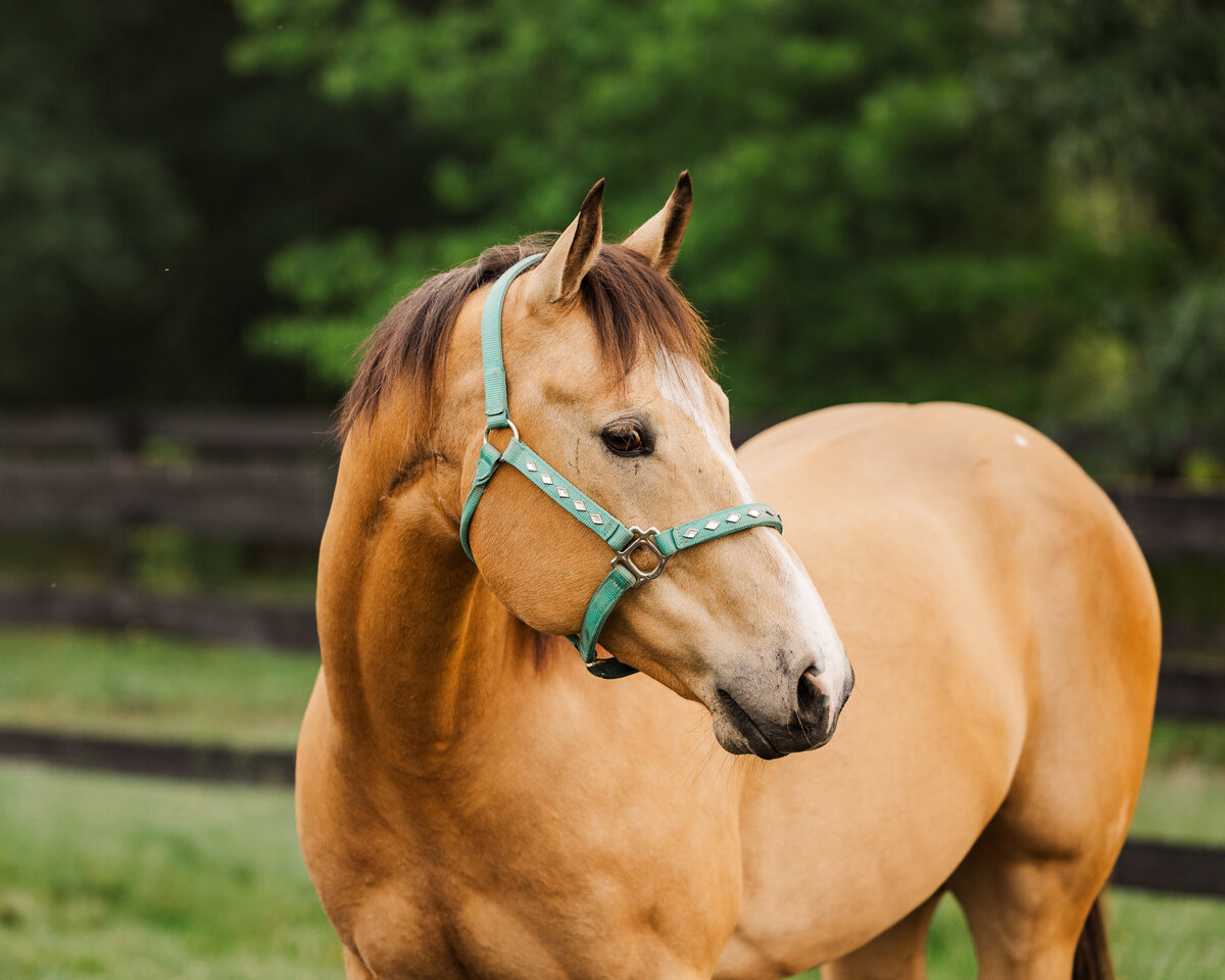 Equine Photographer in Richmond, Virginia