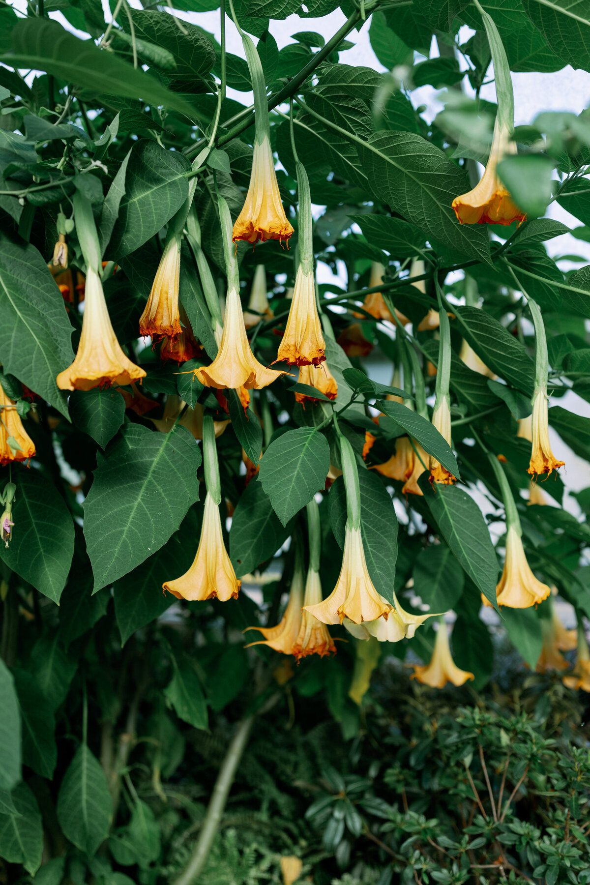 Kew-Garden-Wedding-Photographer-88
