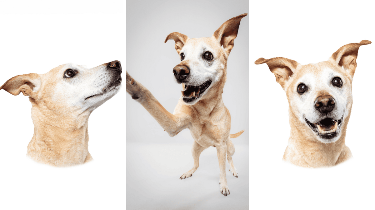 Heirloom Pet Photography - Birmihngha, Alabama Dog Photographer the Beloved Pup Photo Studio 4