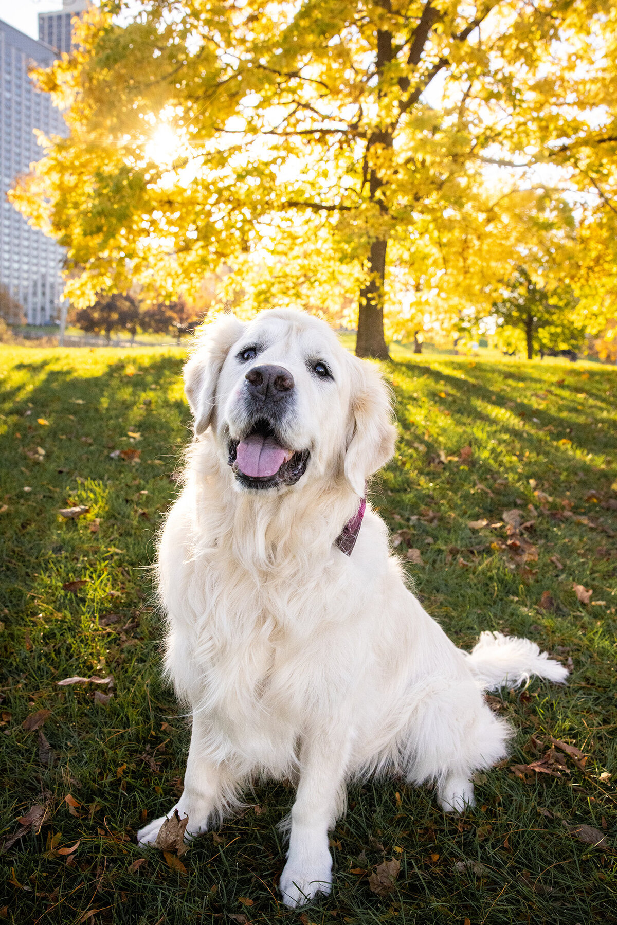 Celebration-of-life-pet-session-chicago-4