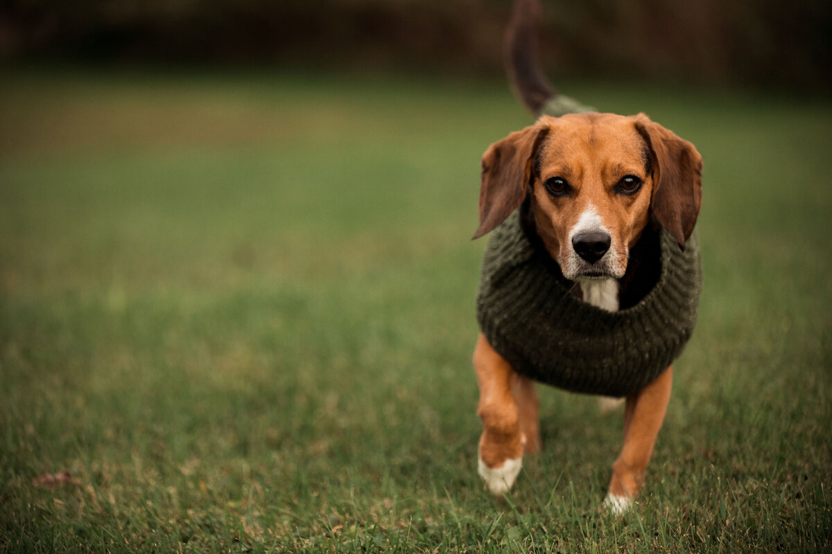 beagle in a sweater runs to camera