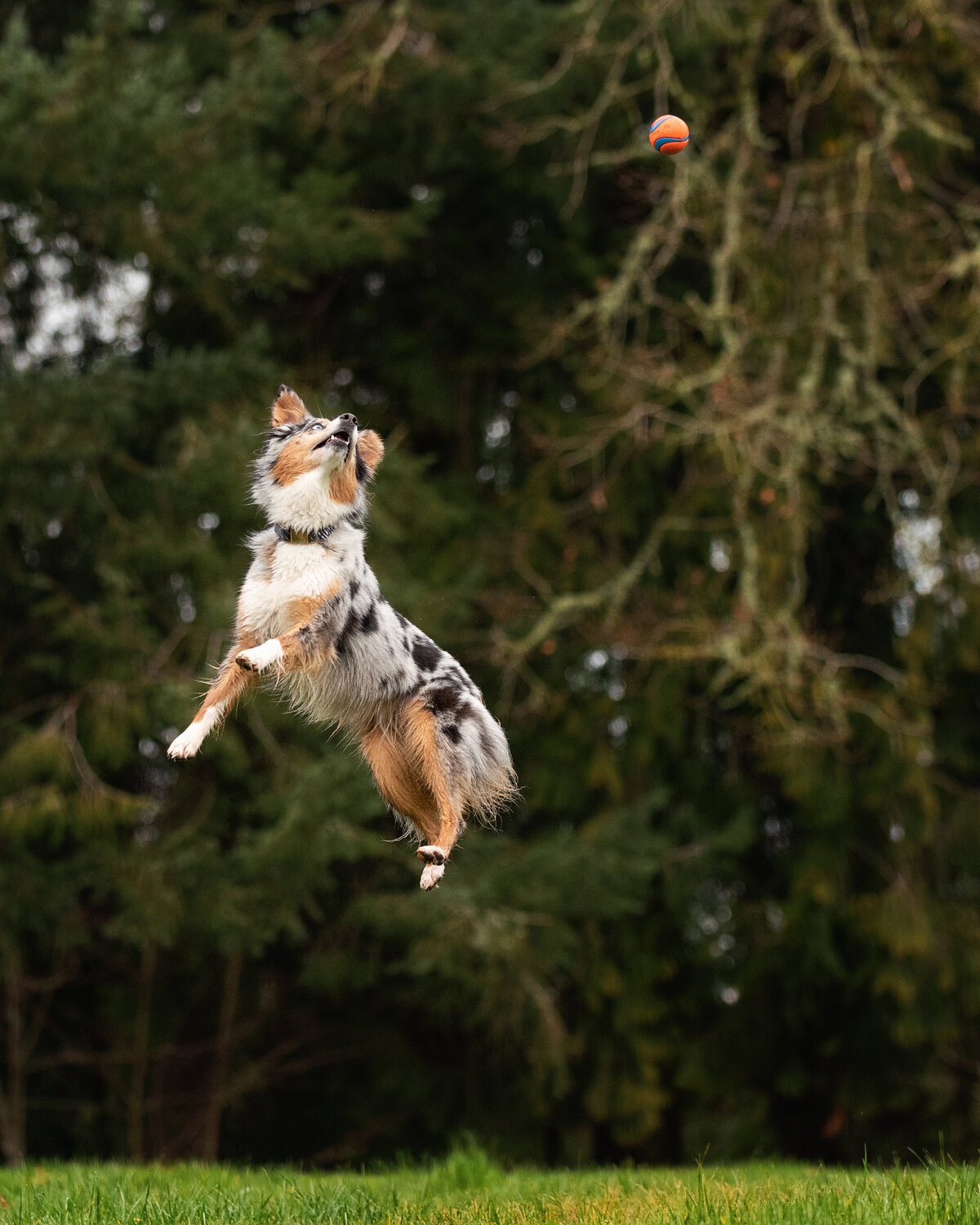 dog jumping for ball