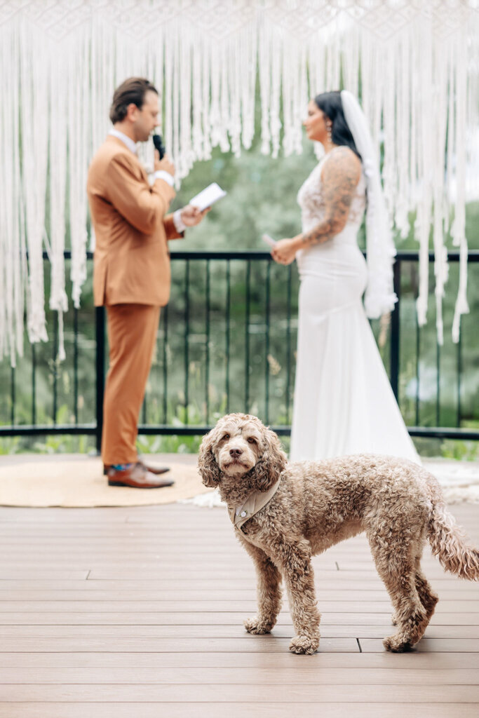 Bride and groom exchange vows with their dog in foreground, captured by Lorissa Lee Photography. Featured on Brontë Bride.