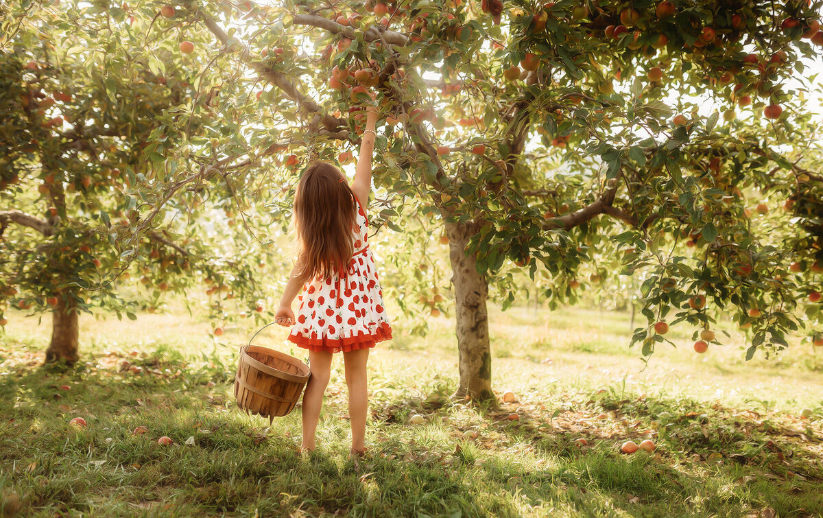 Little girl picks apples during Family Photos in Asheville.