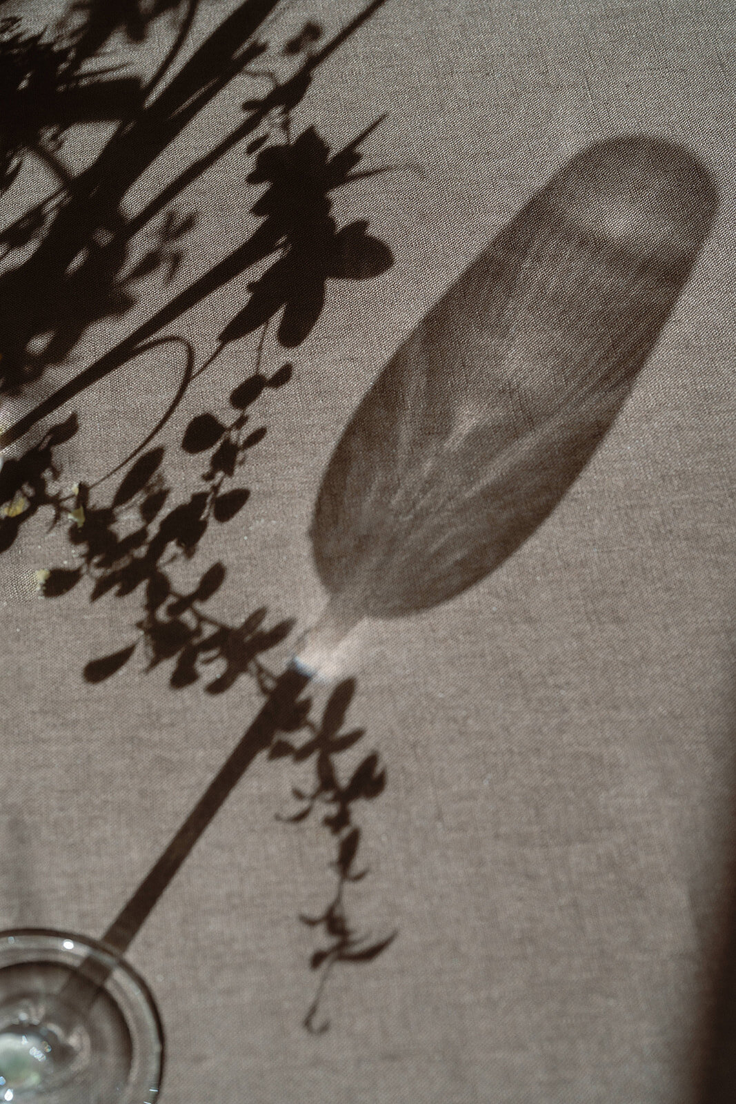wildflower--296
