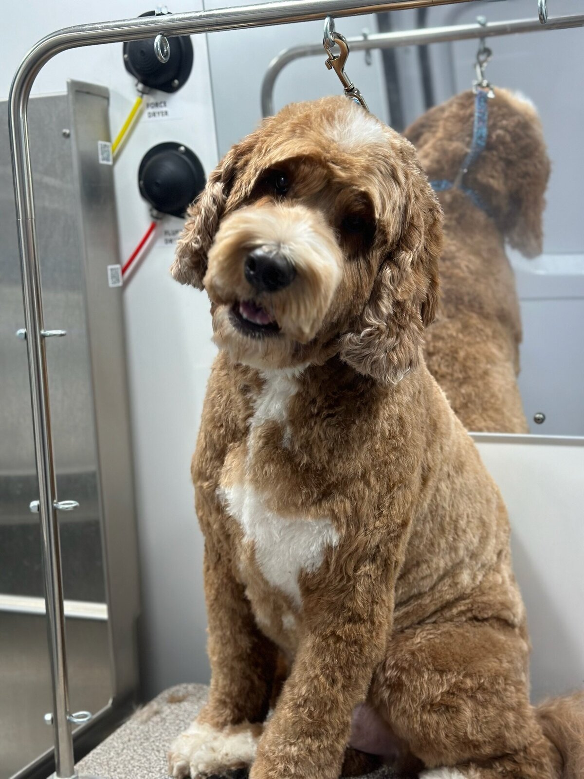 PupscoutsMobileGrooming2