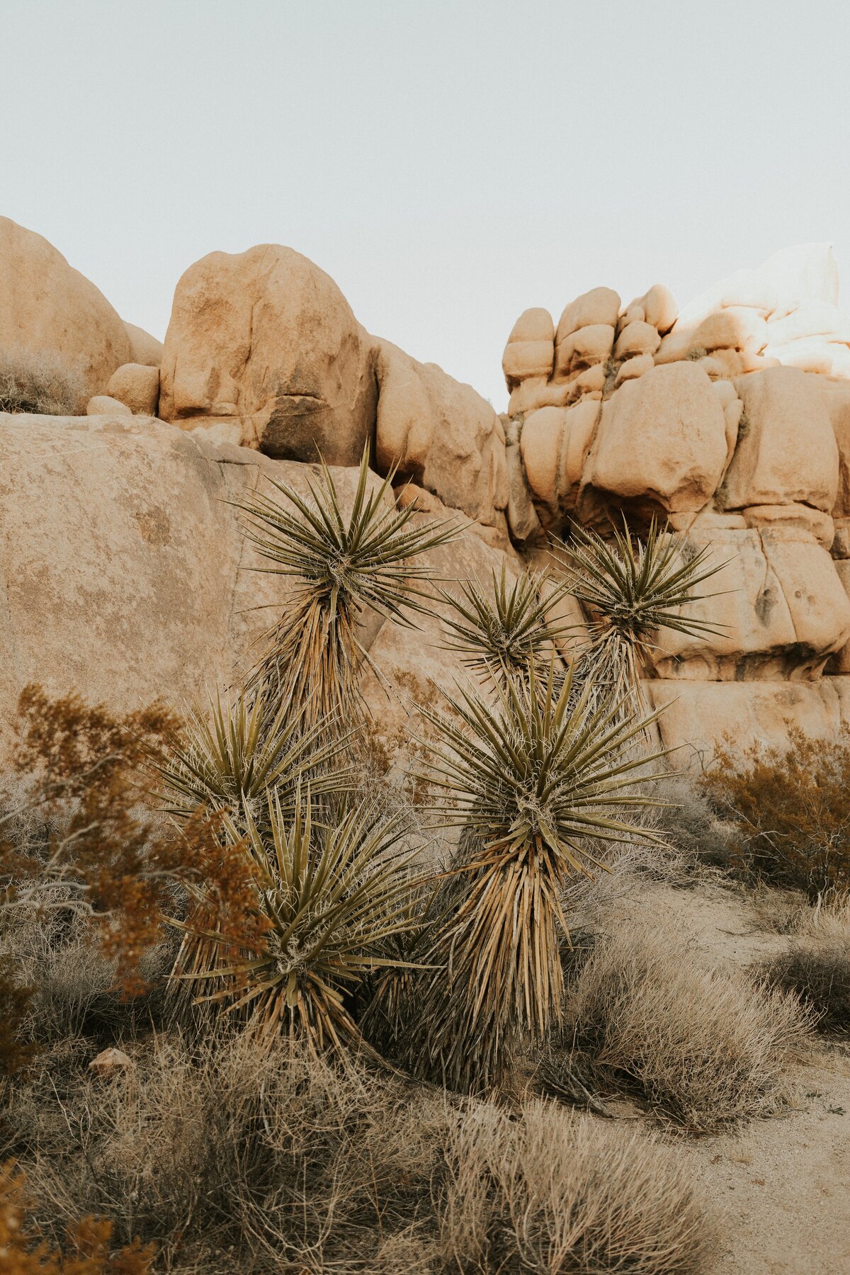 Joshua-Tree-Elopement-14