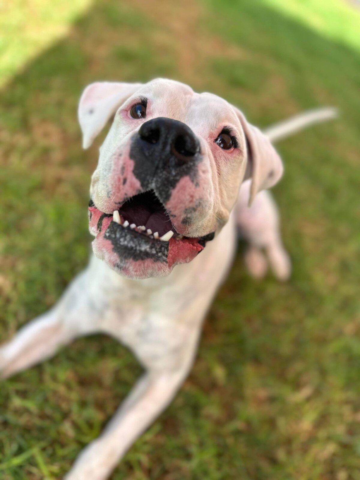Paradise Pet Retreat Dog Kennel & Dog Boarding