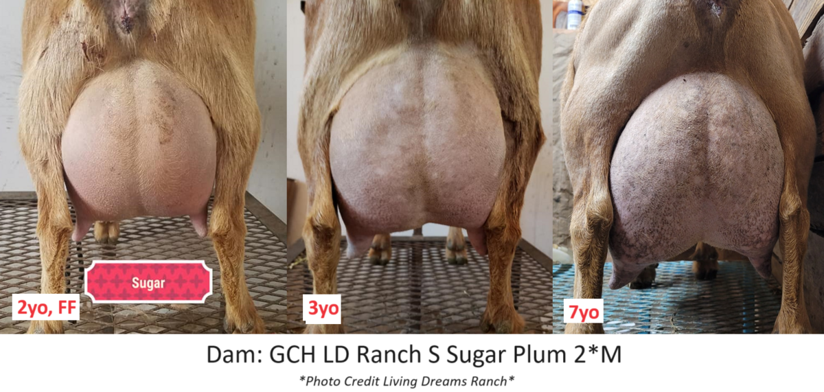 dam udder