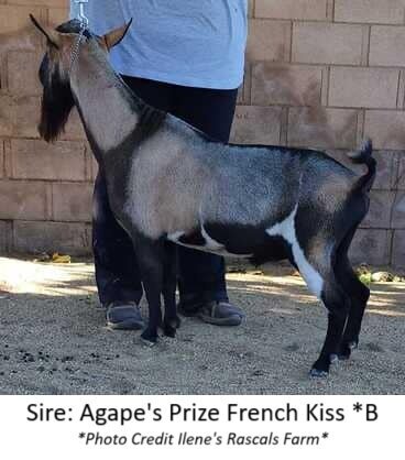 french kiss1