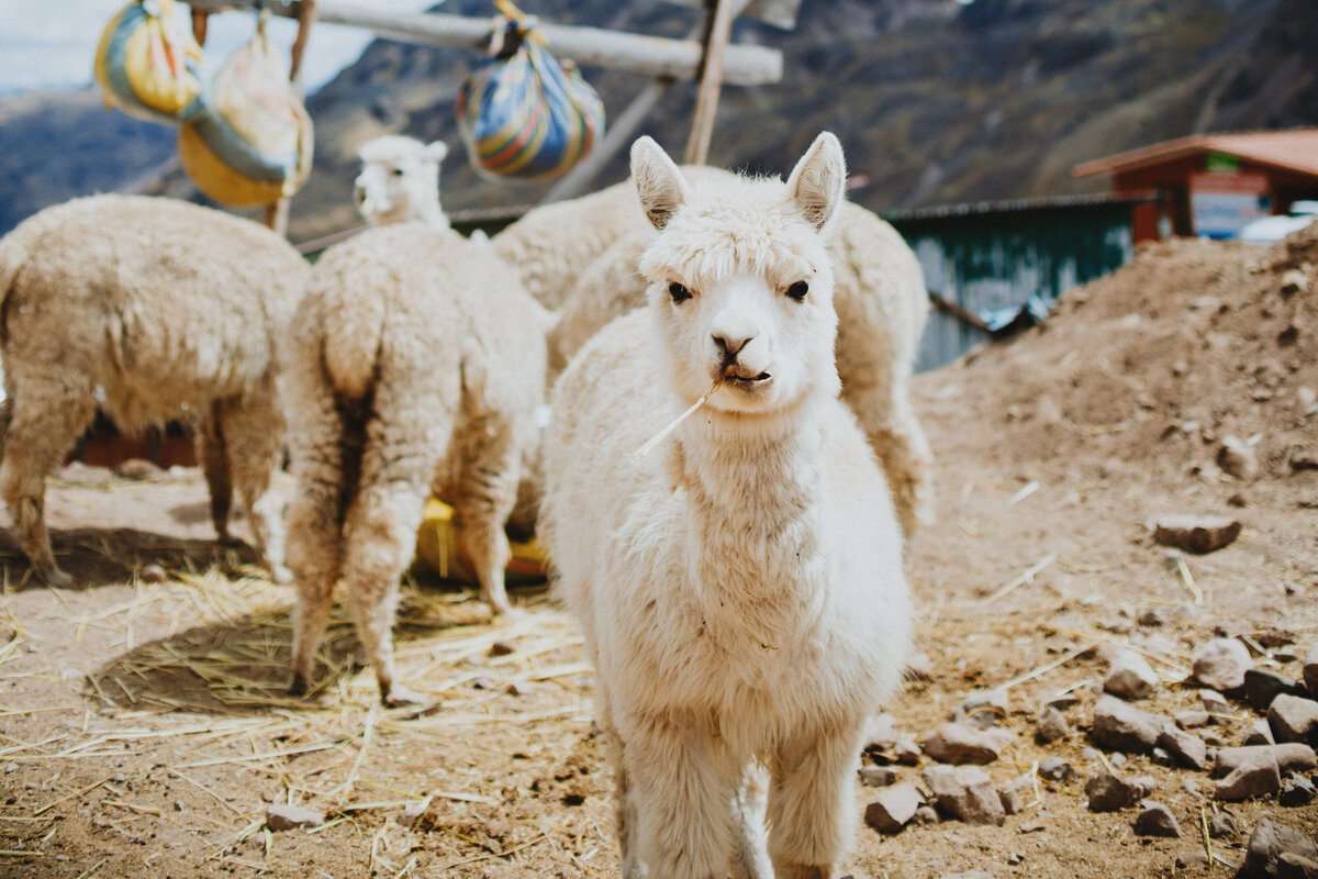 220805_Peru_39