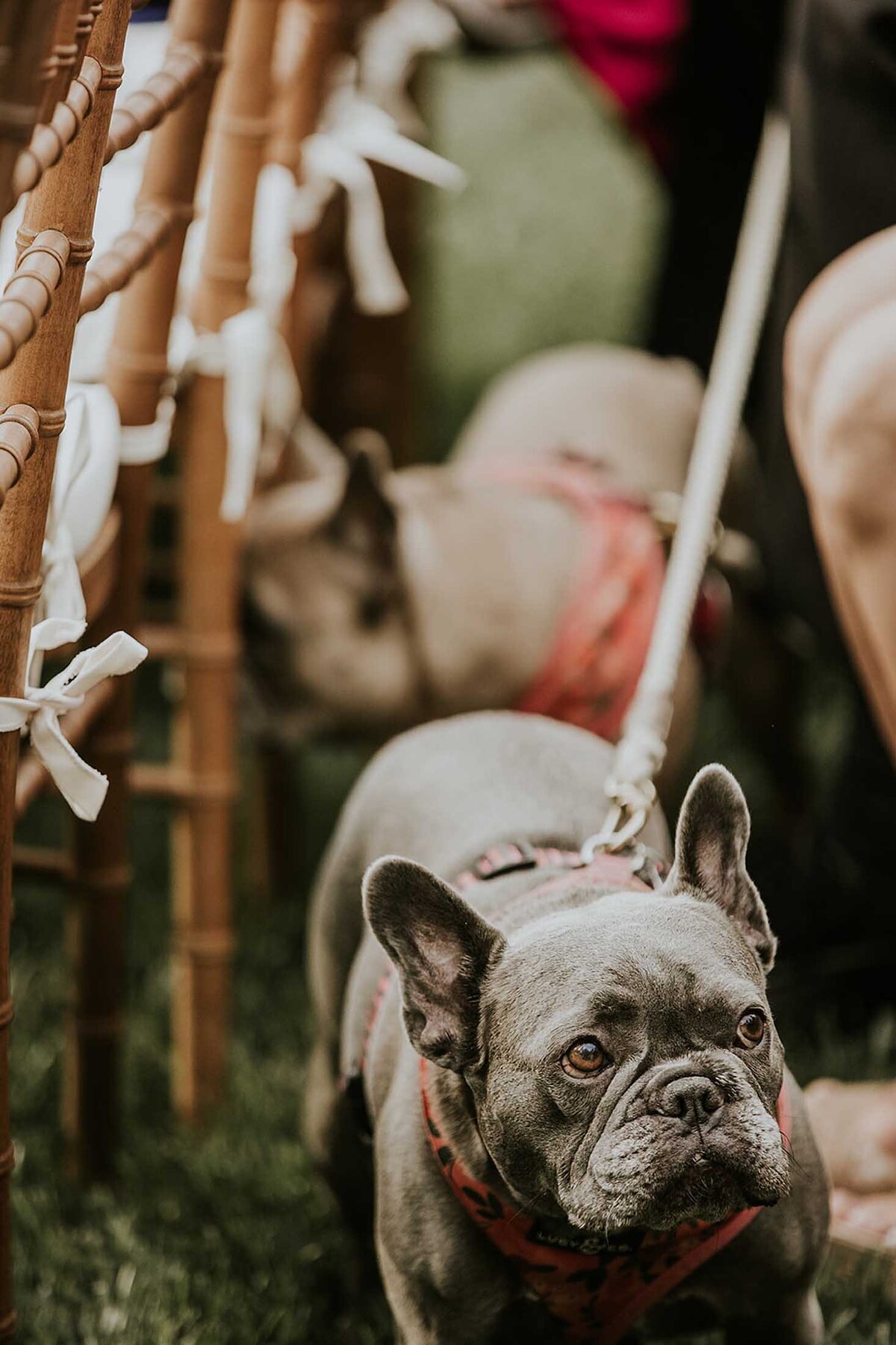 jaclyn-fisher-events-planning-joyful-fall-wedding-in-new-hope-107