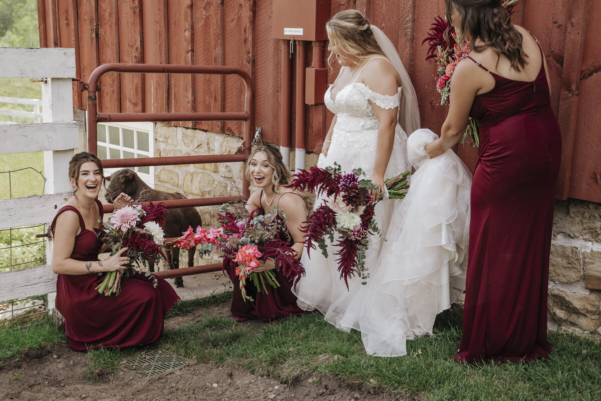 Bridesmaids in burgundy dresses laughing and having a good time with the bride on a farm, with a curious goat peeking through the fence in the background taken by jen Jarmuzek photography a Minneapolis wedding photographer