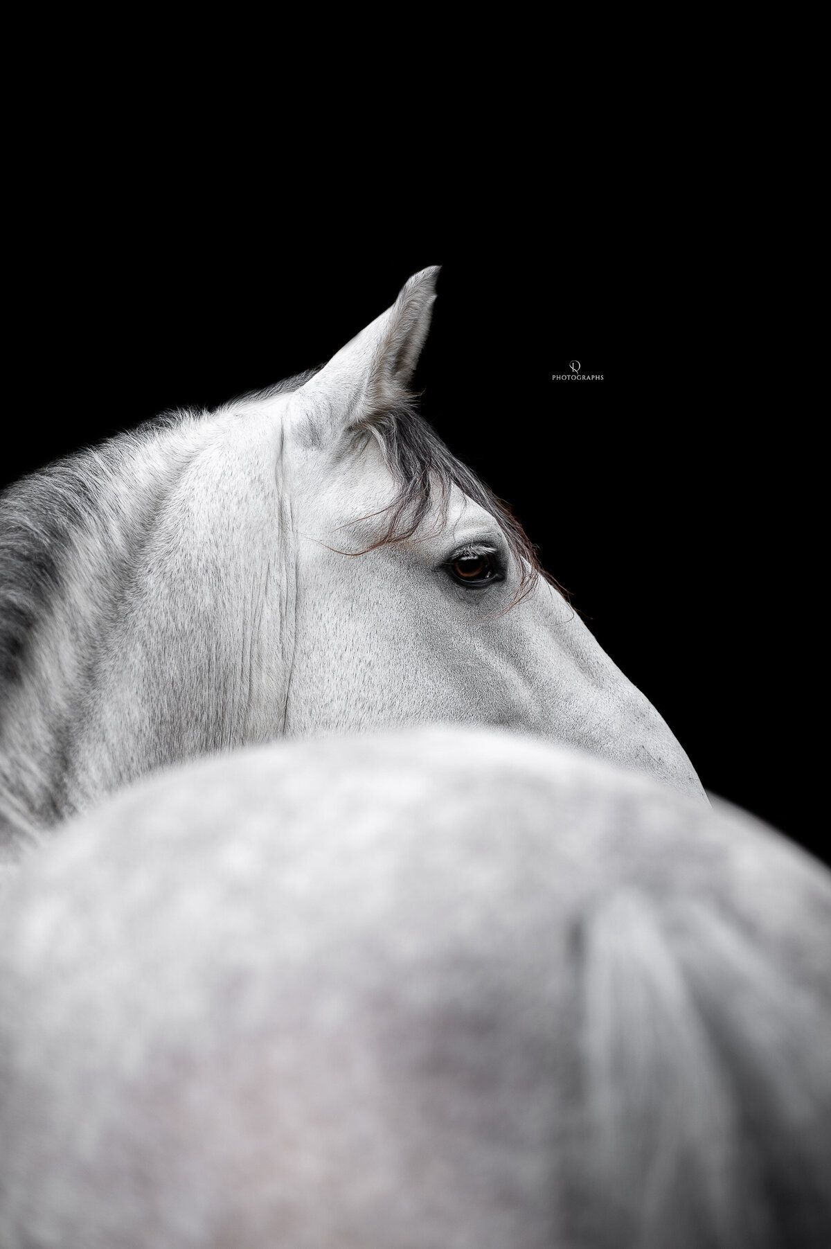Fine-art fotografie met paard