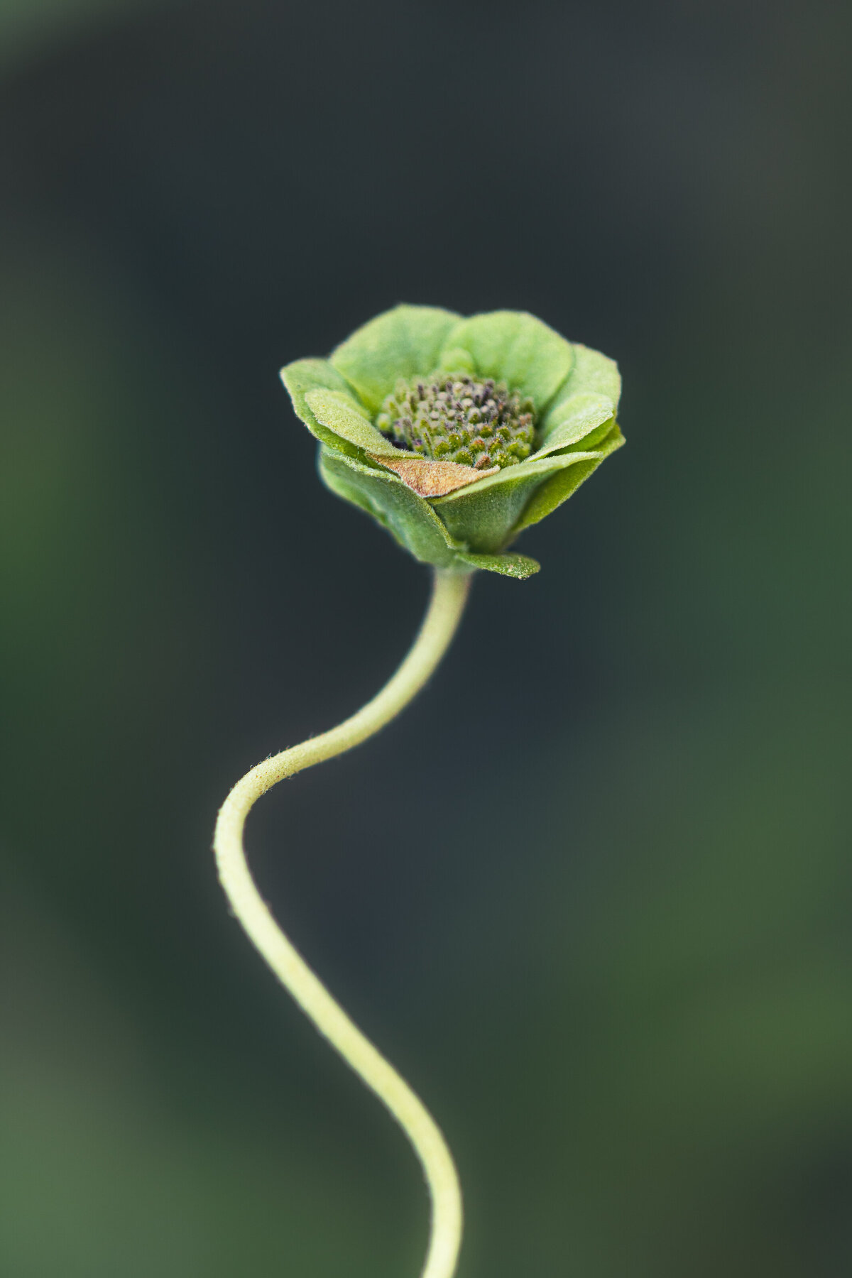 green_bud_0396