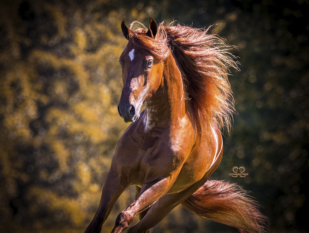 0-AA0I2798StunningSteedsPhoto-LR-tu
