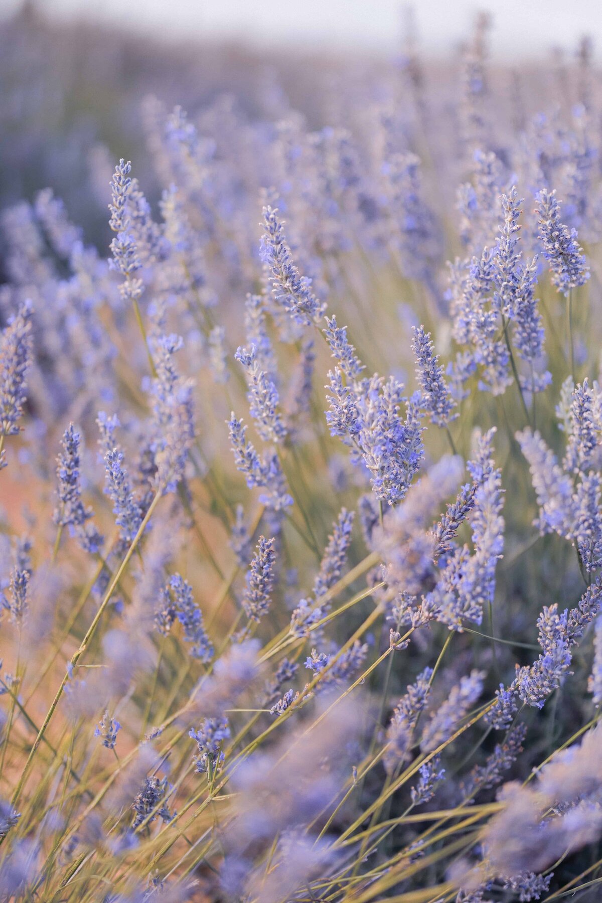 Houston wedding venues -36