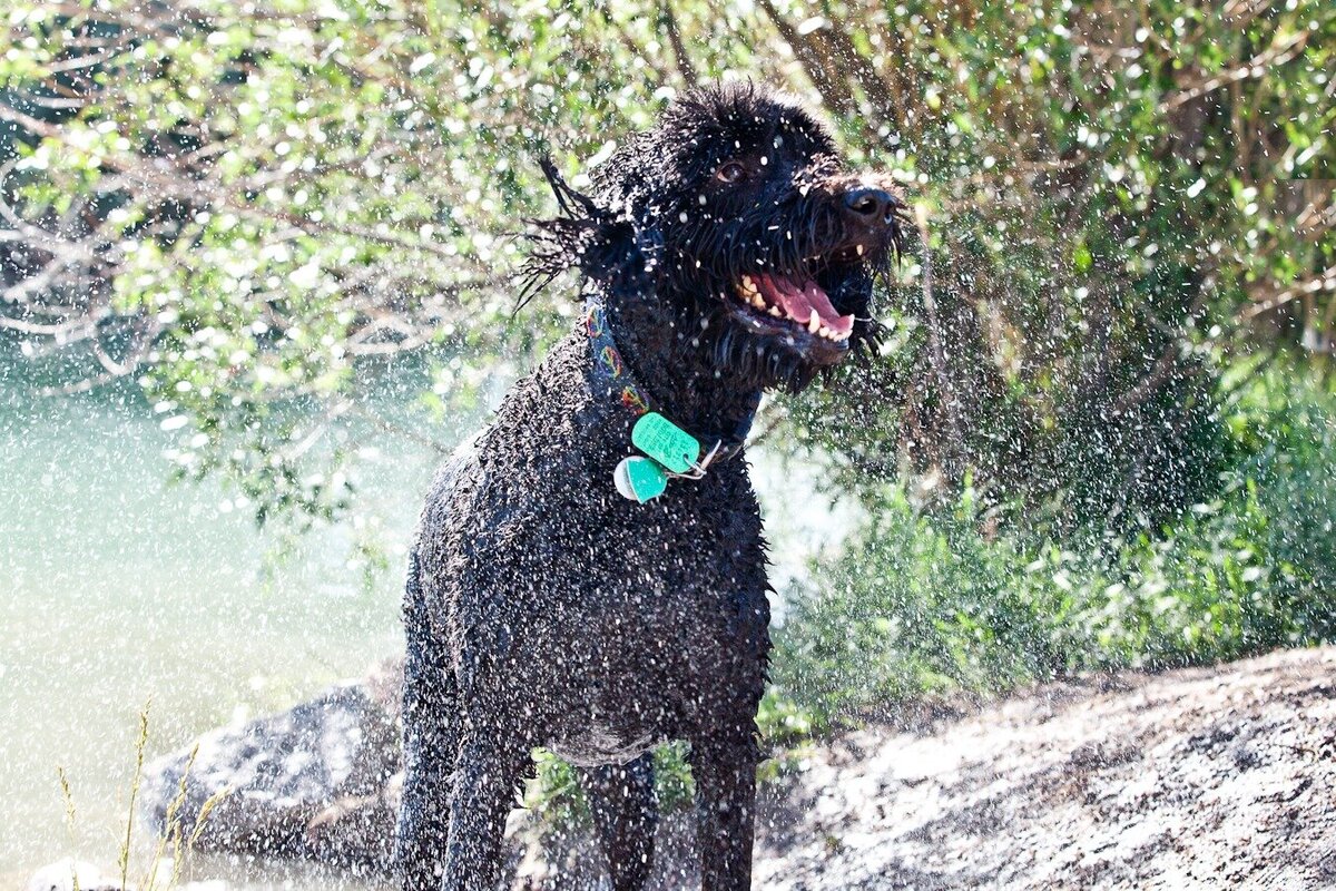 a black dog shakes water off himself
