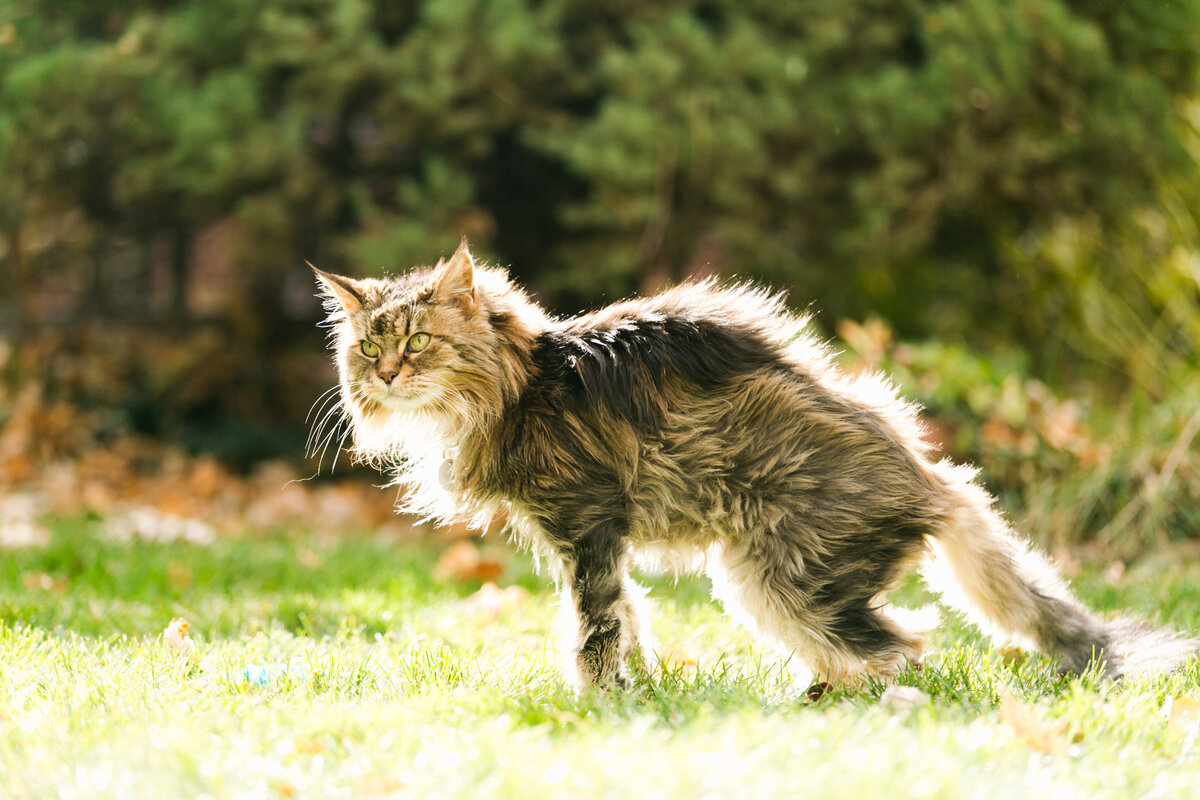 hansome cat wrapped in sunlight