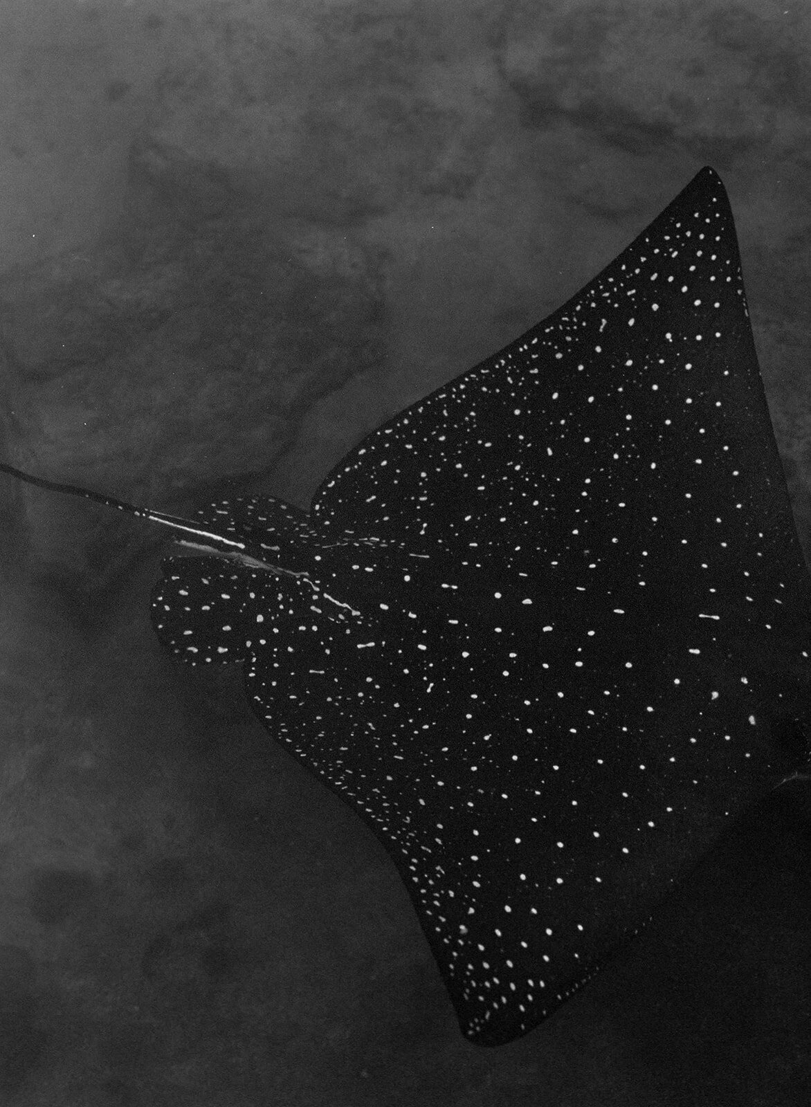 dani_toscano_kona-94_websize