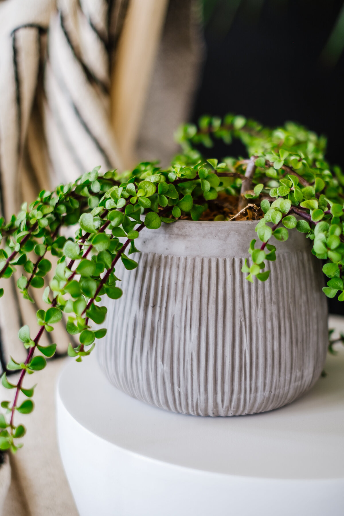 September 2019 ACD Store-47