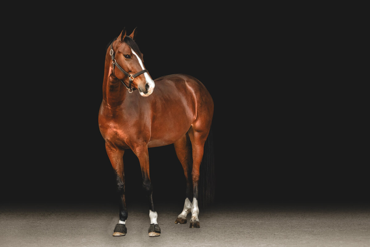 Elsa | Black Background Horse Photography  | JGP Equine