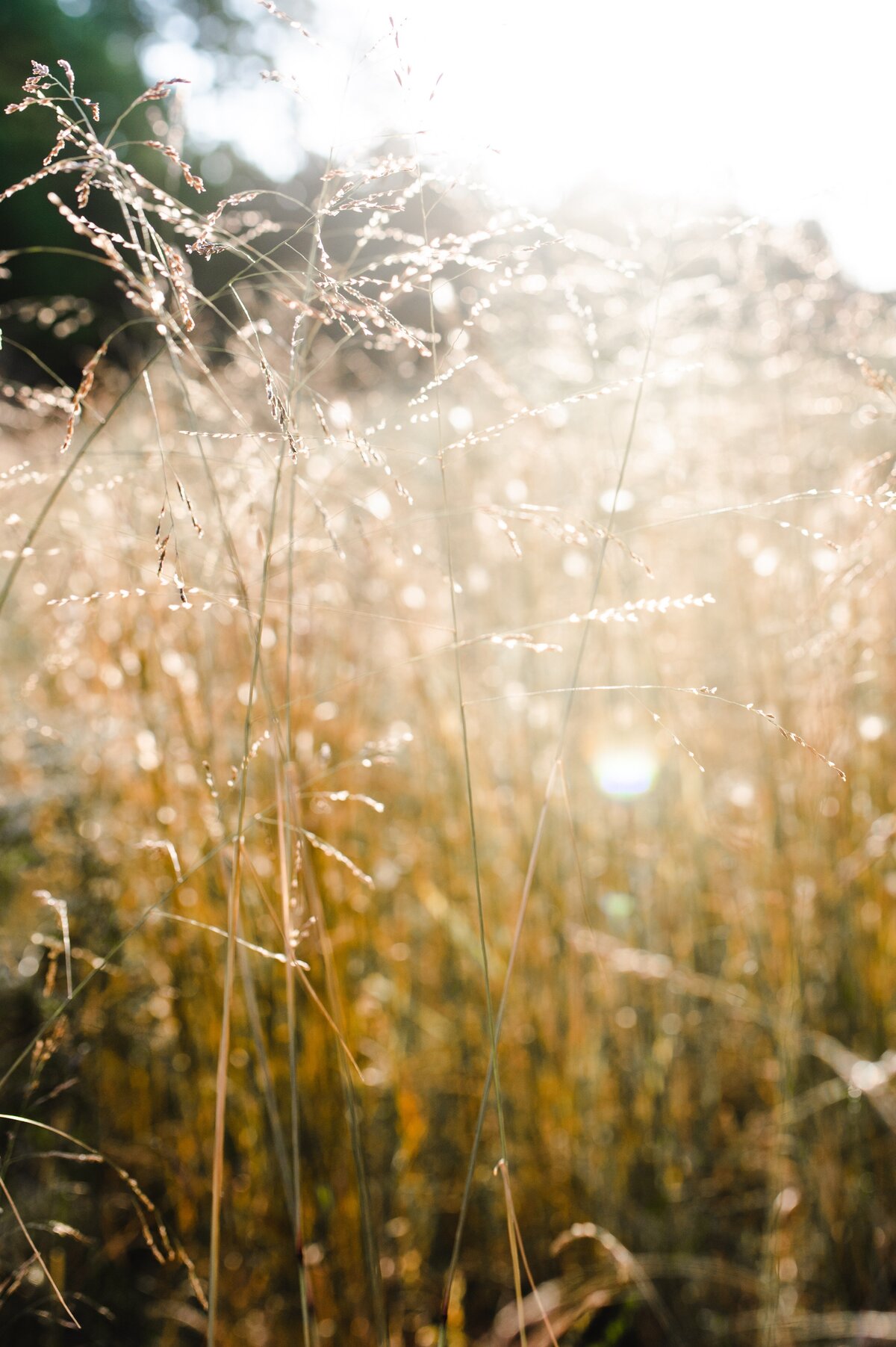 Amber Waves II