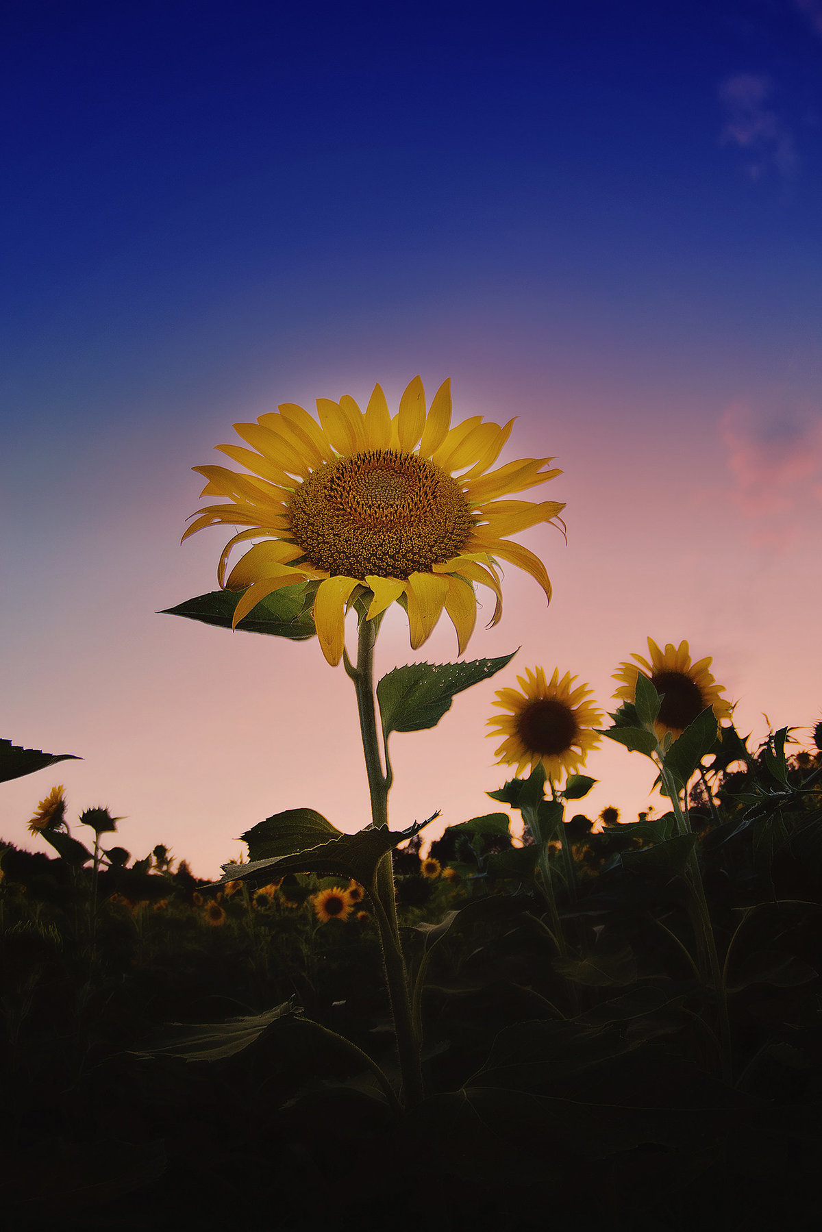 flower3