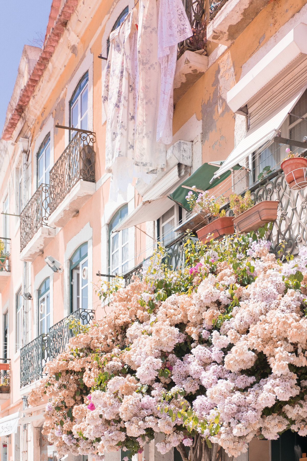 Gorgeous pink blossoms on bushes in Paris
