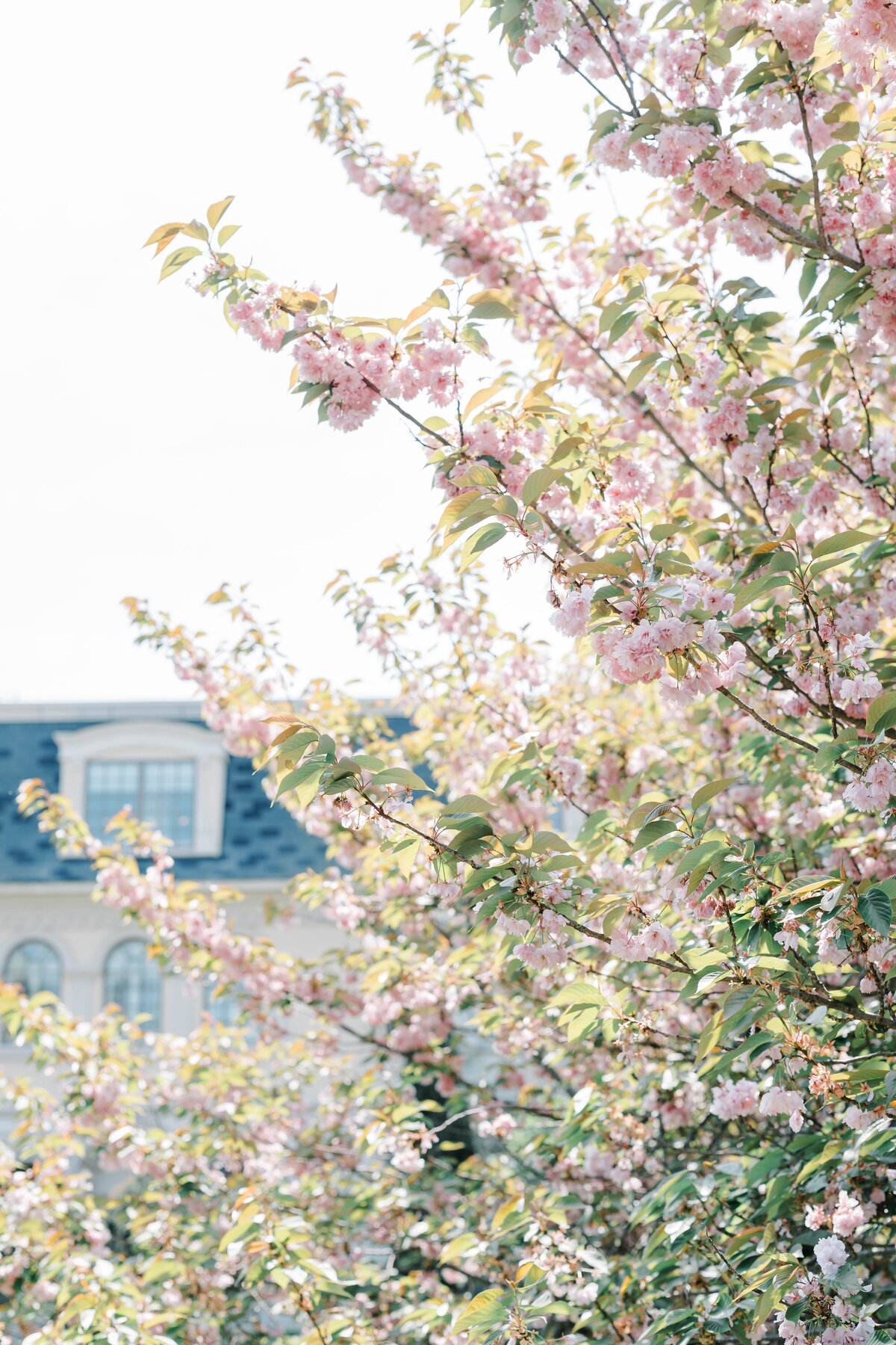 Ashford_Estate_Angela_&_David_Sneak_MTA-5