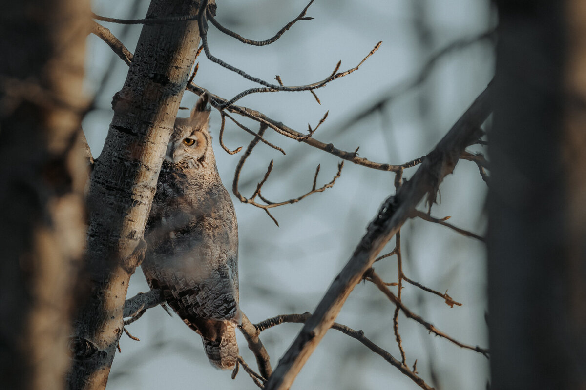 EDP Wildlife-230102-051
