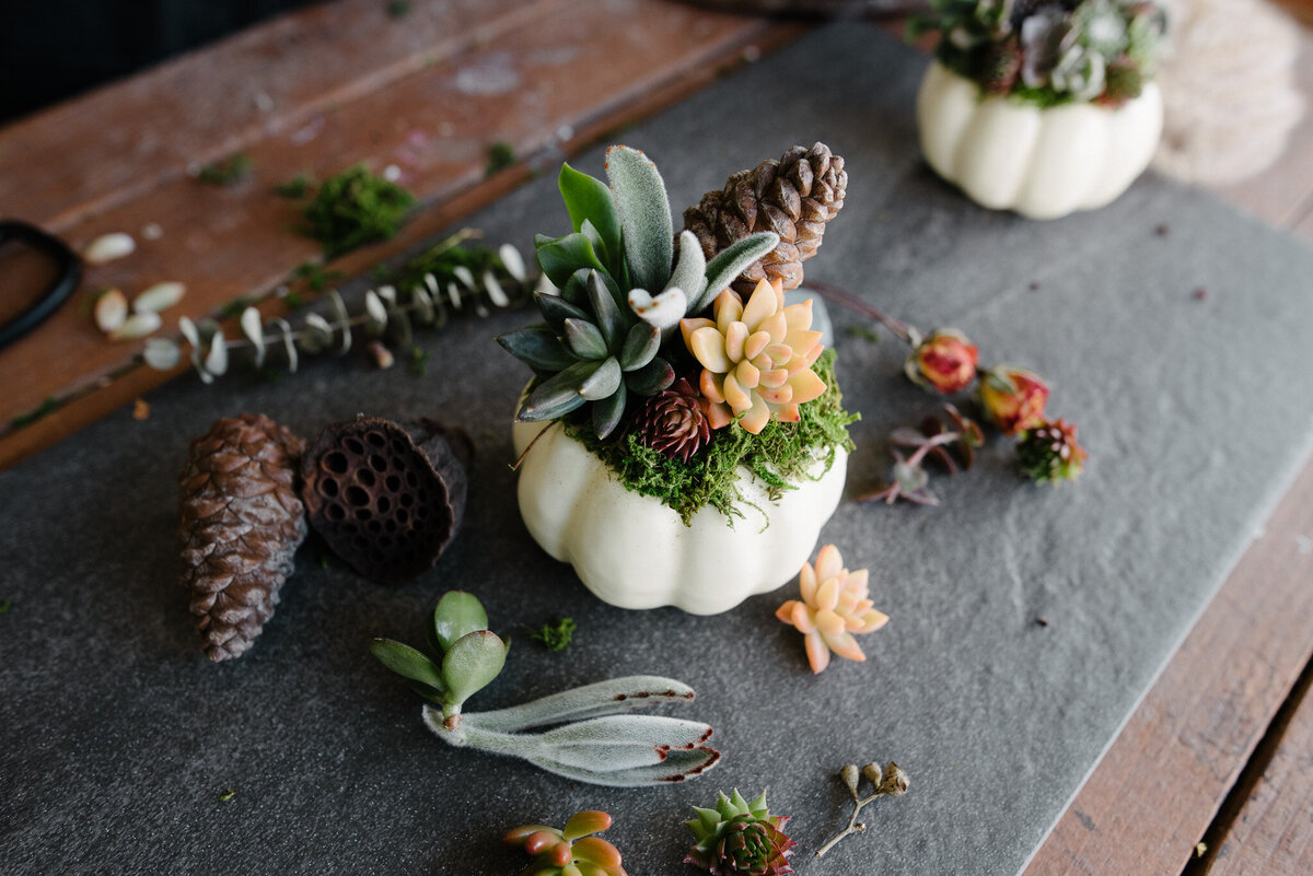 Succulent pumpkins San Diego Branding Photographer-7