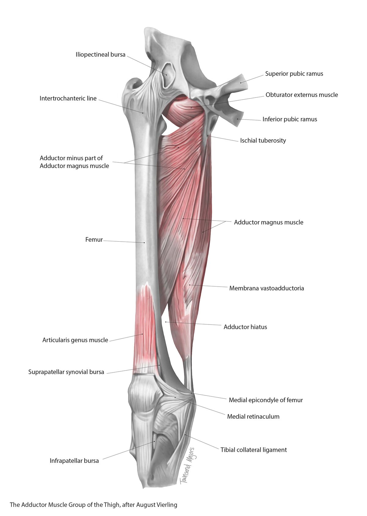 townsend-majors-adductor-muscles