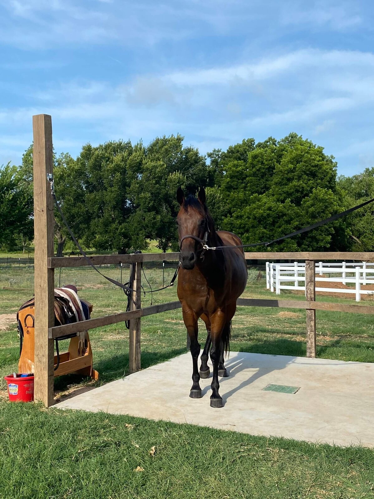 Full care horse boarding in Boyd Texas