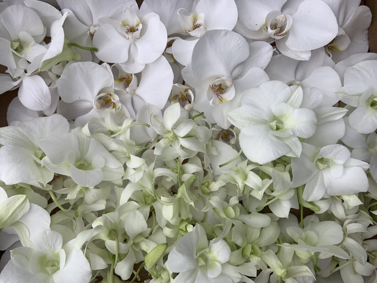 White orchid background