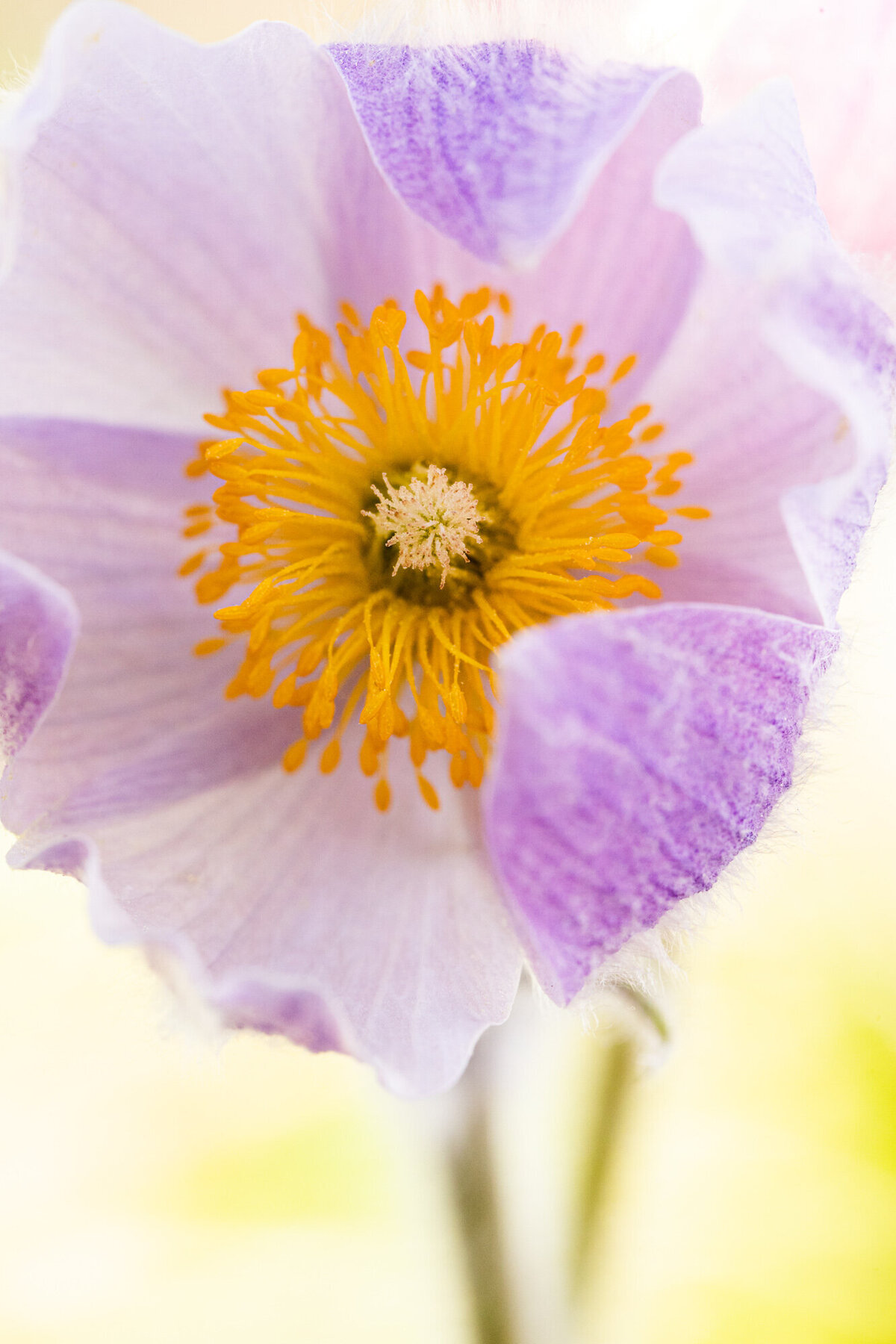 Wildflower photo purple pasqueflower macro photo, Missoula