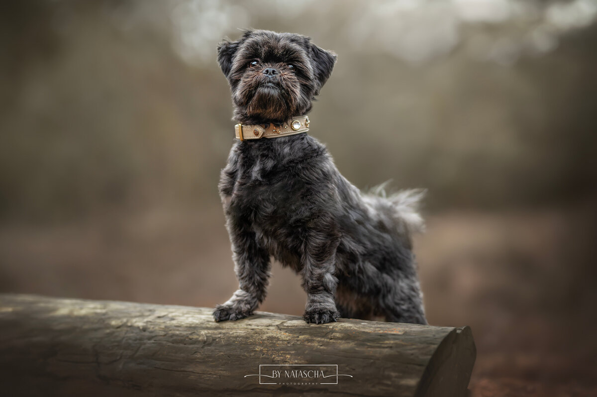 Een zwarte boomer op een boomstronk in het bos bij de Geffense plas in Oss
