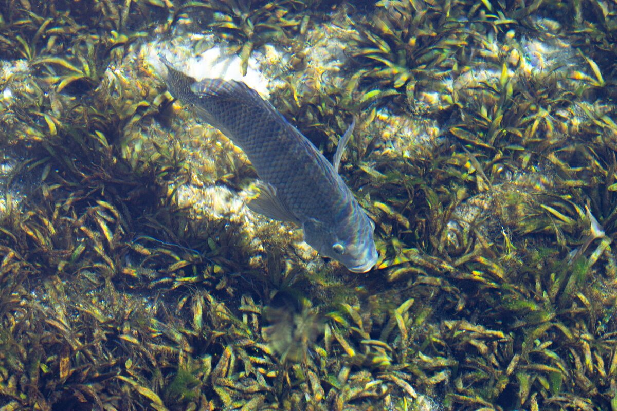 Fish-464c6097-2500