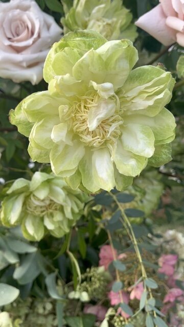 F2D60914-7AA3-4EA0-85EC-FA04ADC63151_4_5005_c