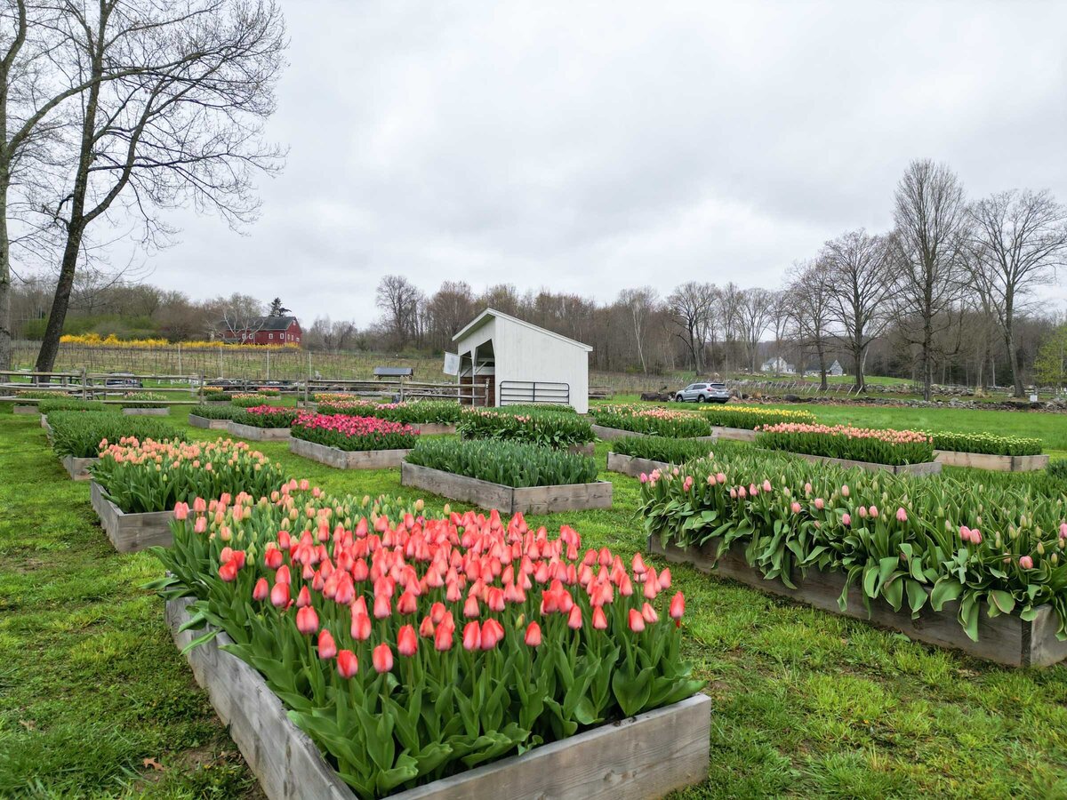 Blooms of lost acres_tulip farm_nicole bedard photo video-10