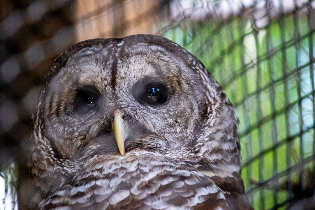 owl-close-7b6d7699-2500