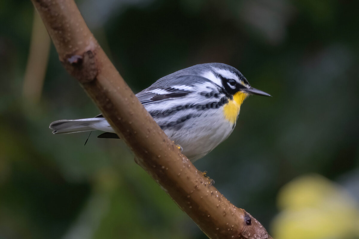 yellow throated warbler 1.0-D