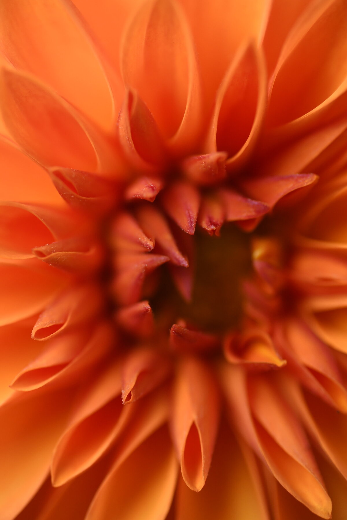 May garden - 4