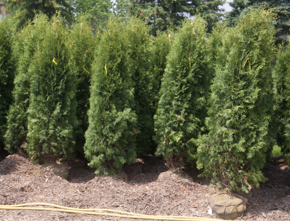 Screenshot 2025-07-21 at 10.58.56 AM