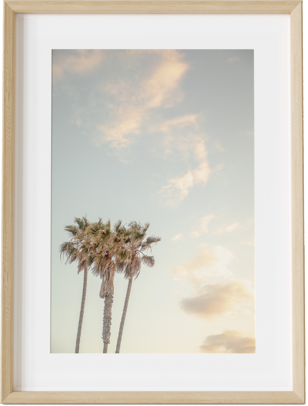 Sunset Palms - San Diego Beach Photography - Transparent BG