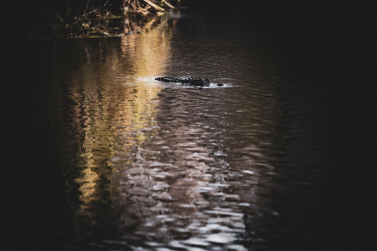 Gator-fb58e7ee-2500