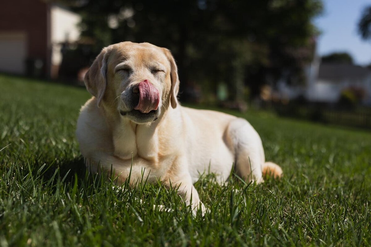 yellow-labrador-tongue-sunny-grass-11364