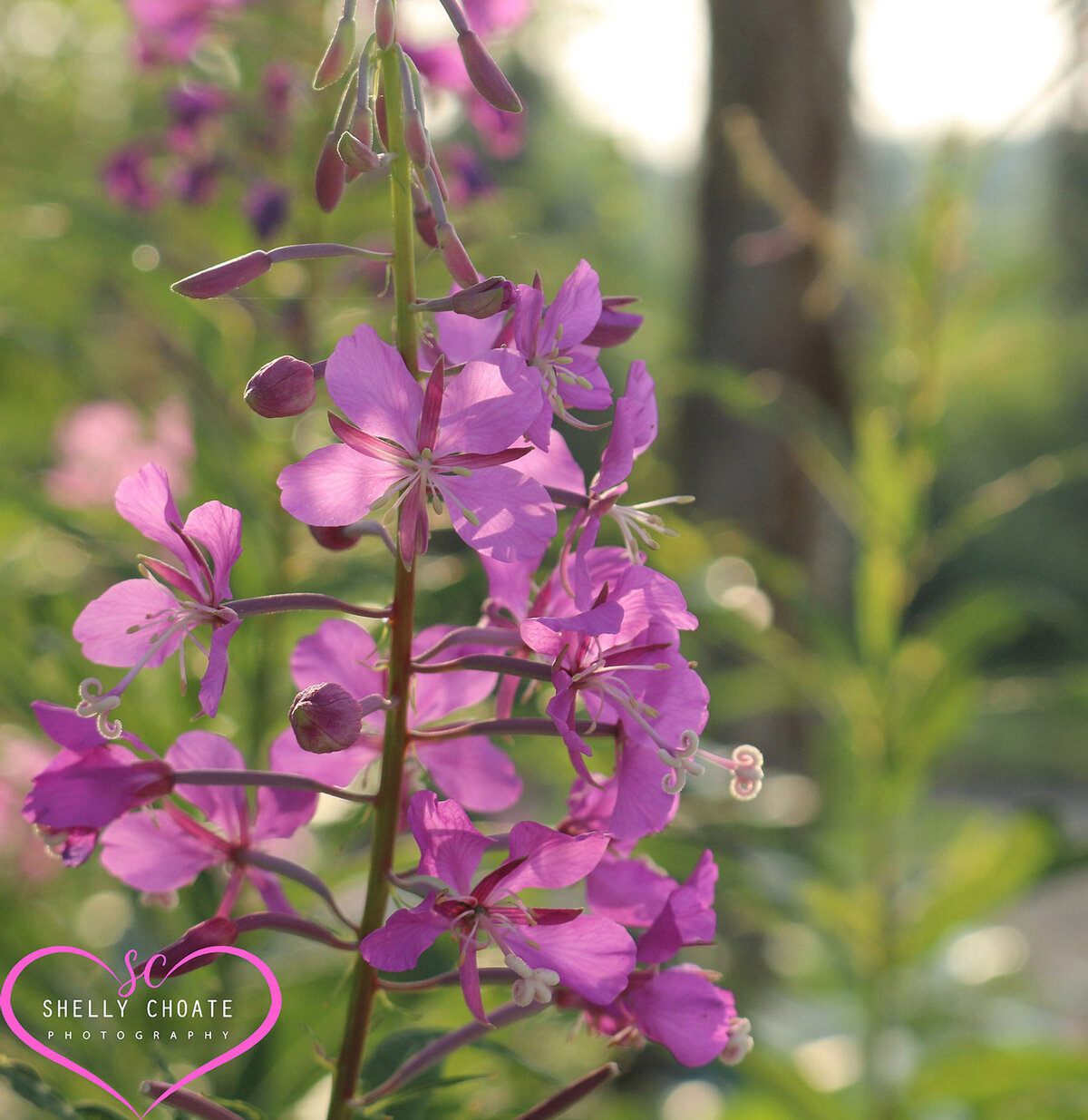 Fireweed
