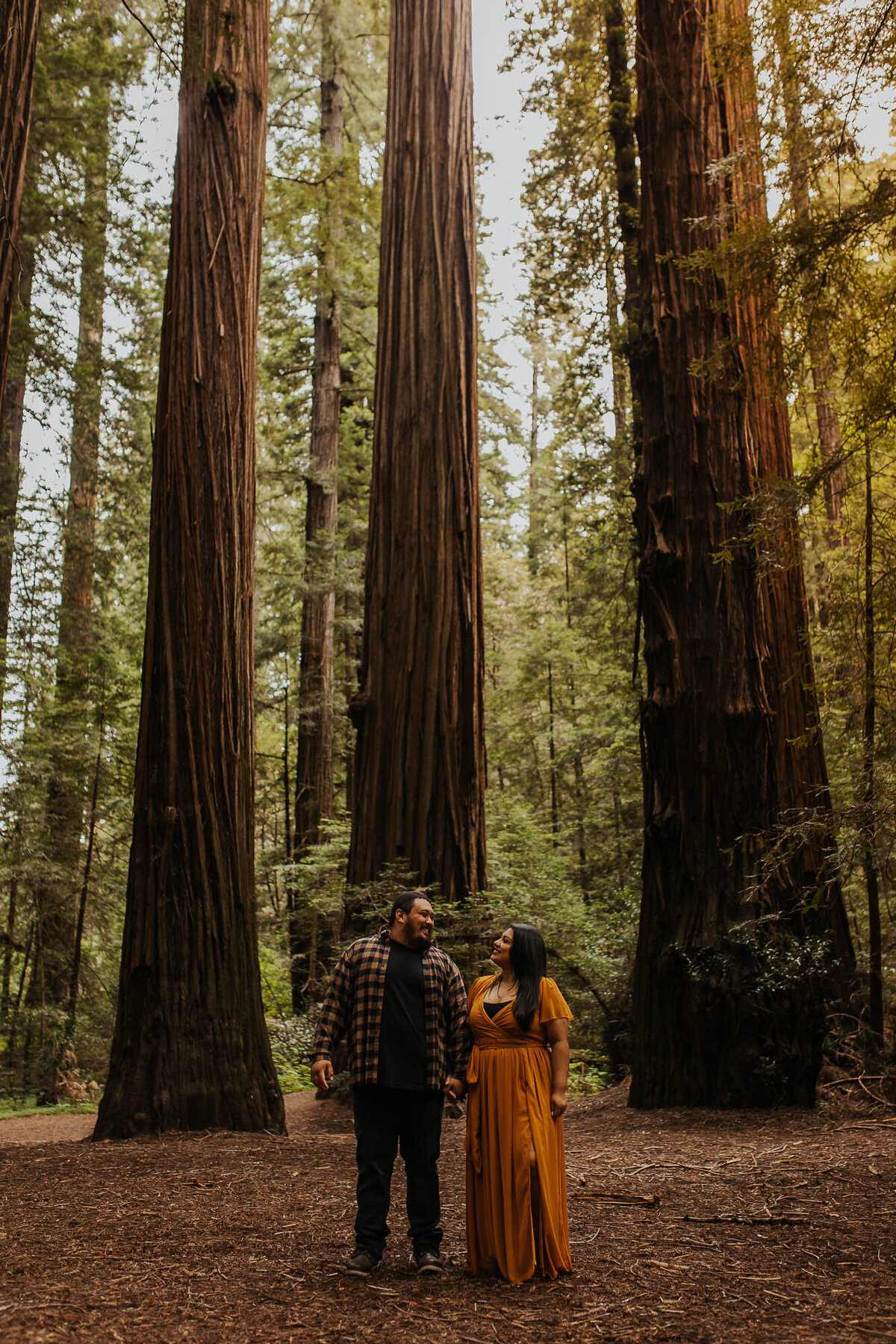 humboldt redwoods
