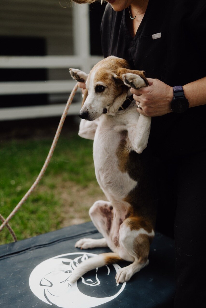 Mobile integrative veterinary care South Carolina_Burkett Veterinary Services 91 Large